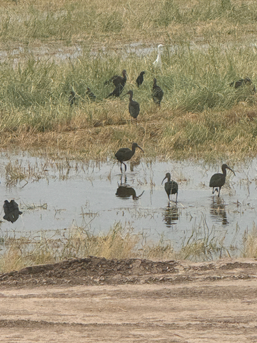 White-faced Ibis