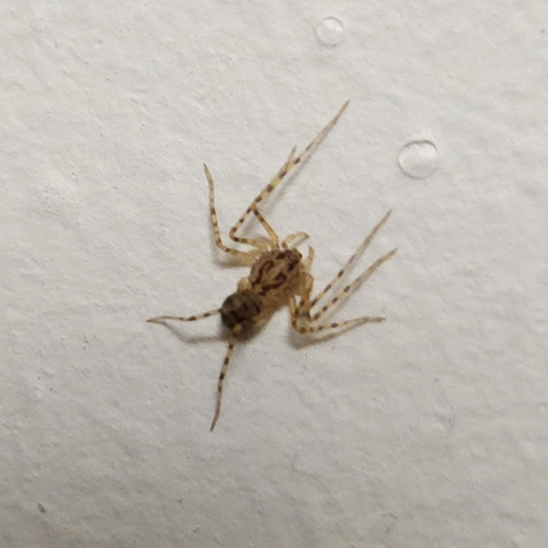 Common Spitting Spider