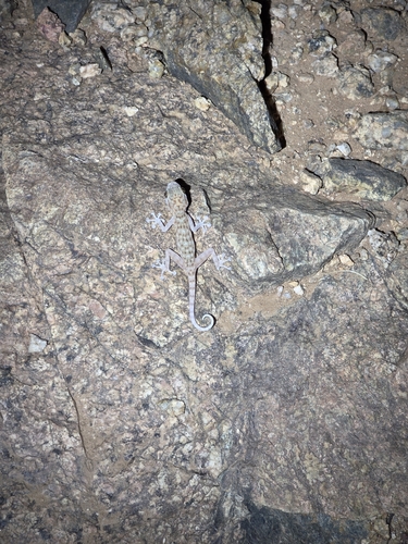 Algerian Fan-fingered Gecko