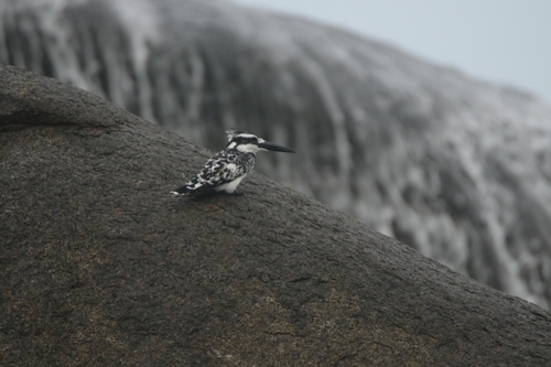 Pied Kingfisher