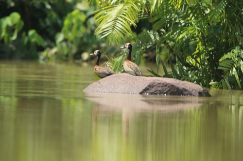 White-faced Whistling-Duck