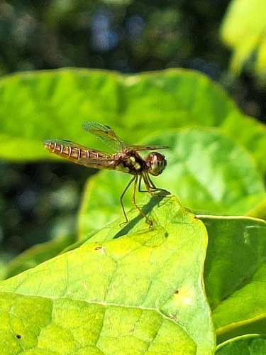Eastern Amberwing
