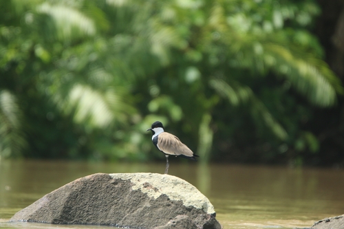 Spur-winged Lapwing