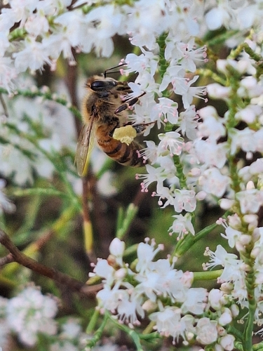 Western Honey Bee