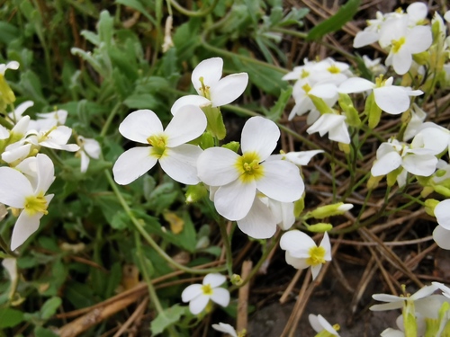 Arabis davisii
