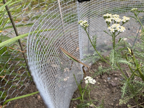 Chinese Mantis