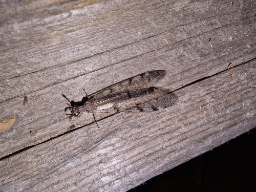 Spotted-wing antlion