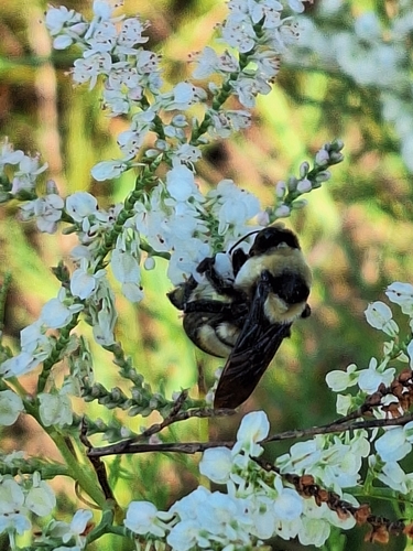 Southern Plains Bumble Bee