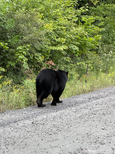 Black Bear sighting near Oak Point Rd