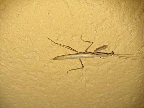 European Mantis