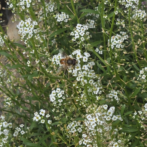 Common Drone Fly