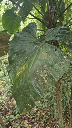 Philodendron ornatum