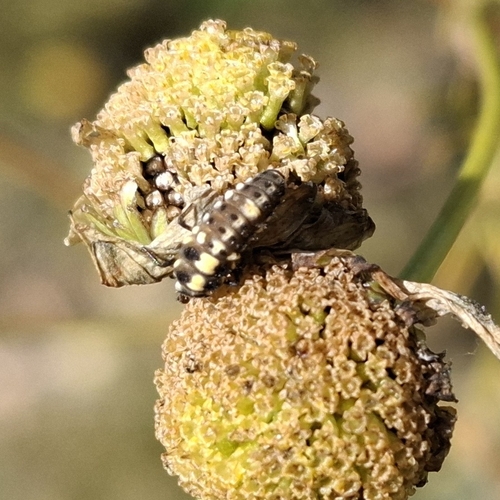 Fourteen-spotted Lady Beetle