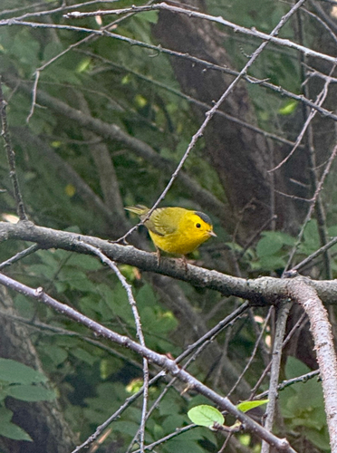 Wilson's Warbler
