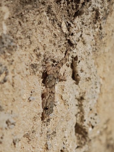 Moorish Gecko