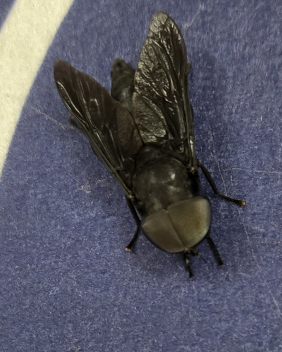 Black Horse Fly