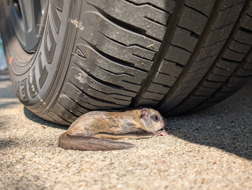 Southern Flying Squirrel observed by bamedlin