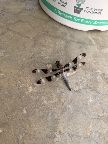 Twelve-spotted Skimmer