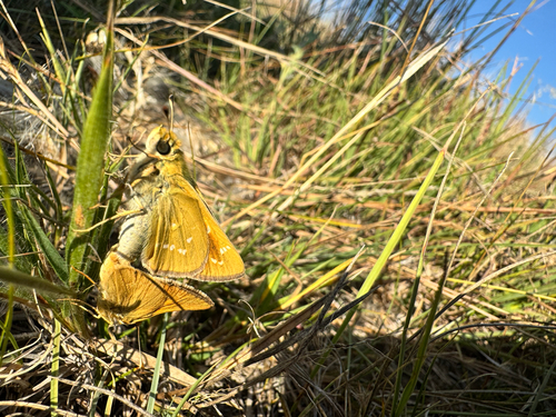 Pawnee Skipper