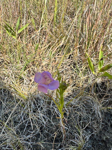 rough purple false foxglove