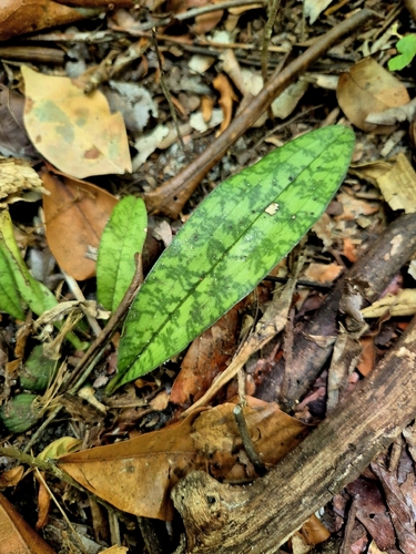 Monk Orchid