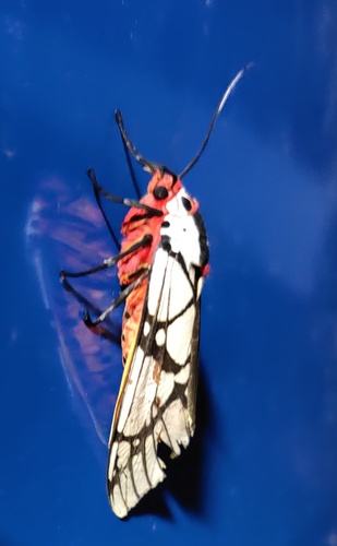 milky tiger moth