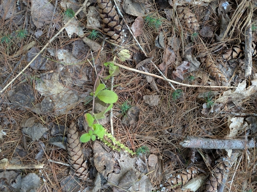 heath speedwell