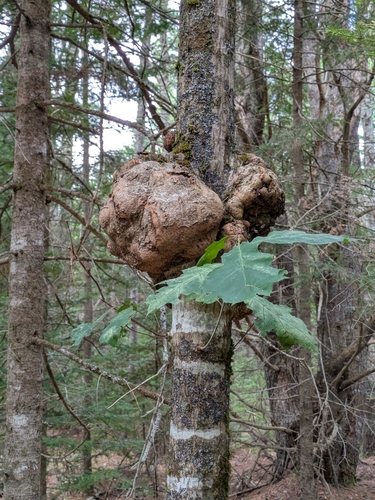 bacterial crown gall