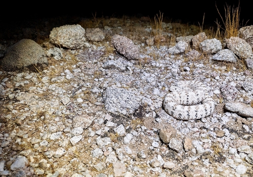 Southwestern Speckled Rattlesnake
