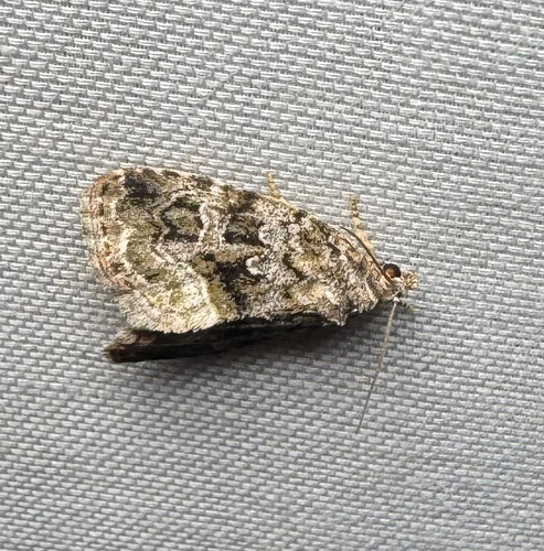 Large Mossy Glyph (Protodeltote muscosula)