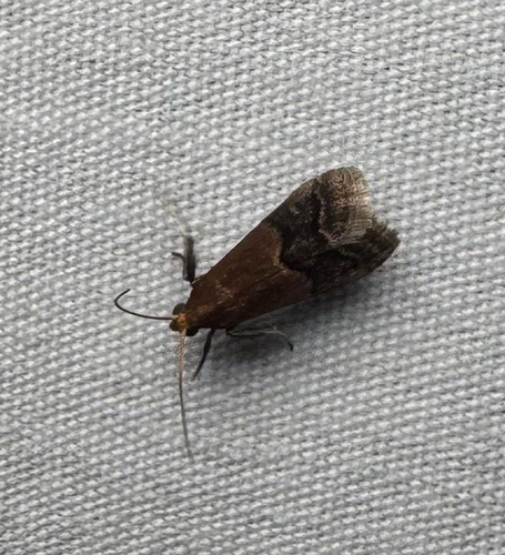 Broad-banded Eulogia Moth (Eulogia ochrifrontella)