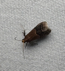 Broad-banded Eulogia Moth (Eulogia ochrifrontella)