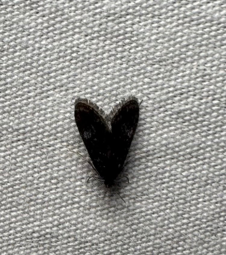 Black Duckweed Moth (Elophila tinealis)