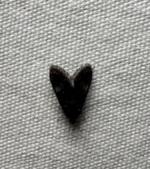 Black Duckweed Moth (Elophila tinealis)