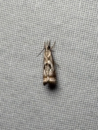 Elegant Grass-veneer (Microcrambus elegans)