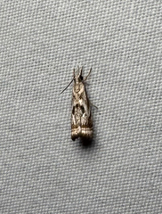 Elegant Grass-veneer (Microcrambus elegans)