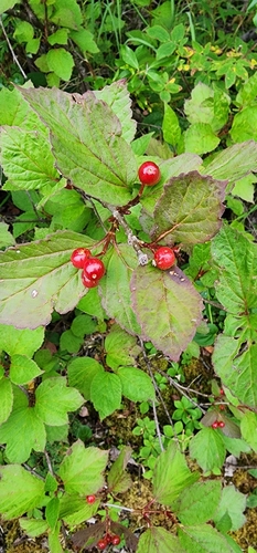 squashberry