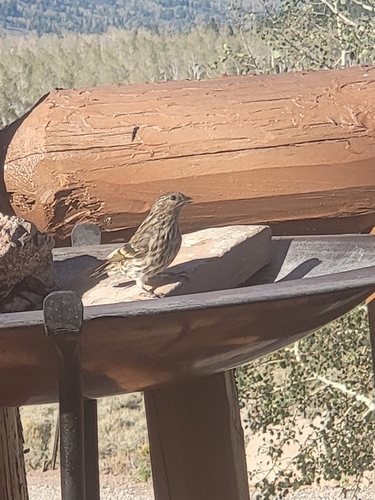 Pine Siskin