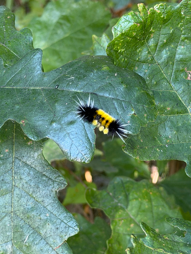 Spotted Tussock Moth