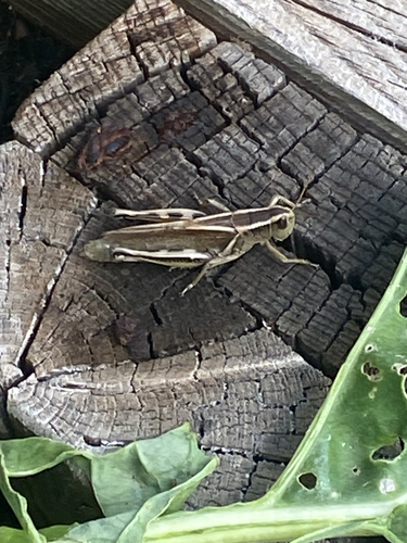 Two-striped Grasshopper
