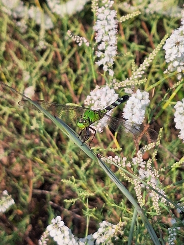 Eastern Pondhawk