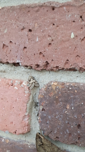 Ragweed Flower Moth