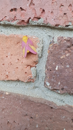 Rosy Maple Moth