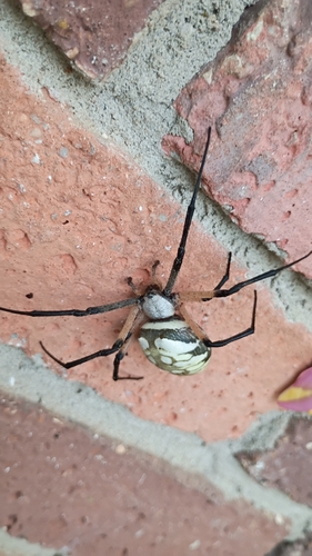 Yellow Garden Spider