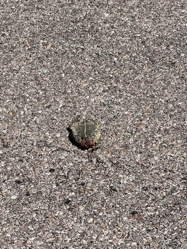 Woodhouse's Toad