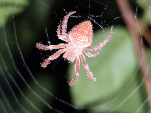 Eriophora edax