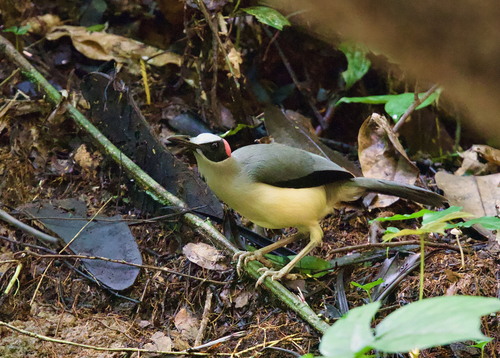 Grey-necked Rockfowl