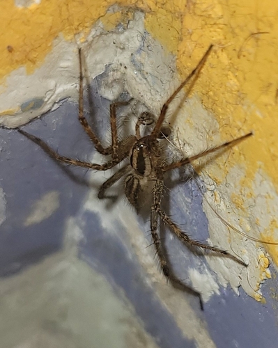 Potter's Grass Spider