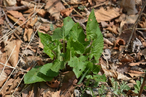 Edible aster