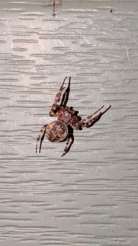 Ornamental Orbweaver